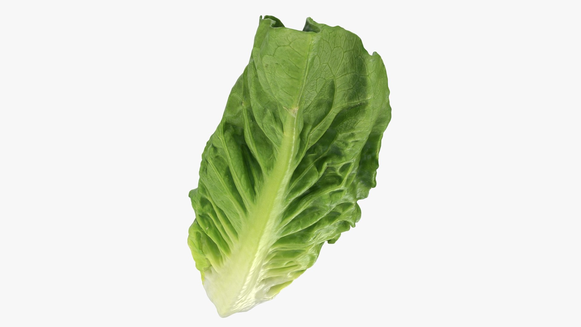 3D model Romaine Lettuce Leaf 02 https://p.turbosquid.com/ts-thumb/zL/FVqus1/u9/romainelettuceleaf2_b0012/jpg/1744914717/1920x1080/fit_q87/27ef3c1e1ddef6f8168bf2474563d40c6852ccf7/romainelettuceleaf2_b0012.jpg