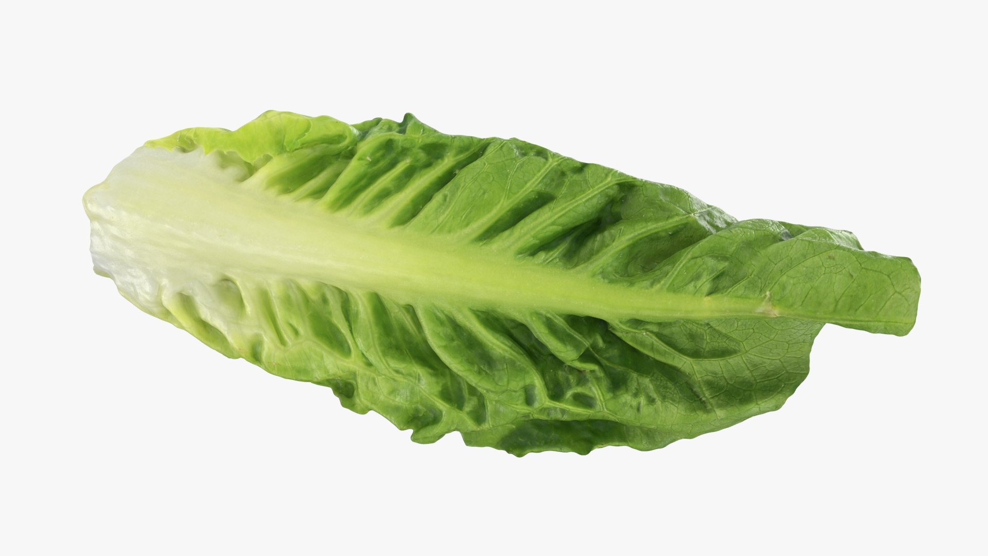 3D model Romaine Lettuce Leaf 02 https://p.turbosquid.com/ts-thumb/zL/FVqus1/yP/romainelettuceleaf2_b0024/jpg/1744914720/1920x1080/fit_q87/b85cac6e37c7b4cee75719068ef25468fd162a98/romainelettuceleaf2_b0024.jpg