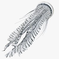 Jellyfish Animated