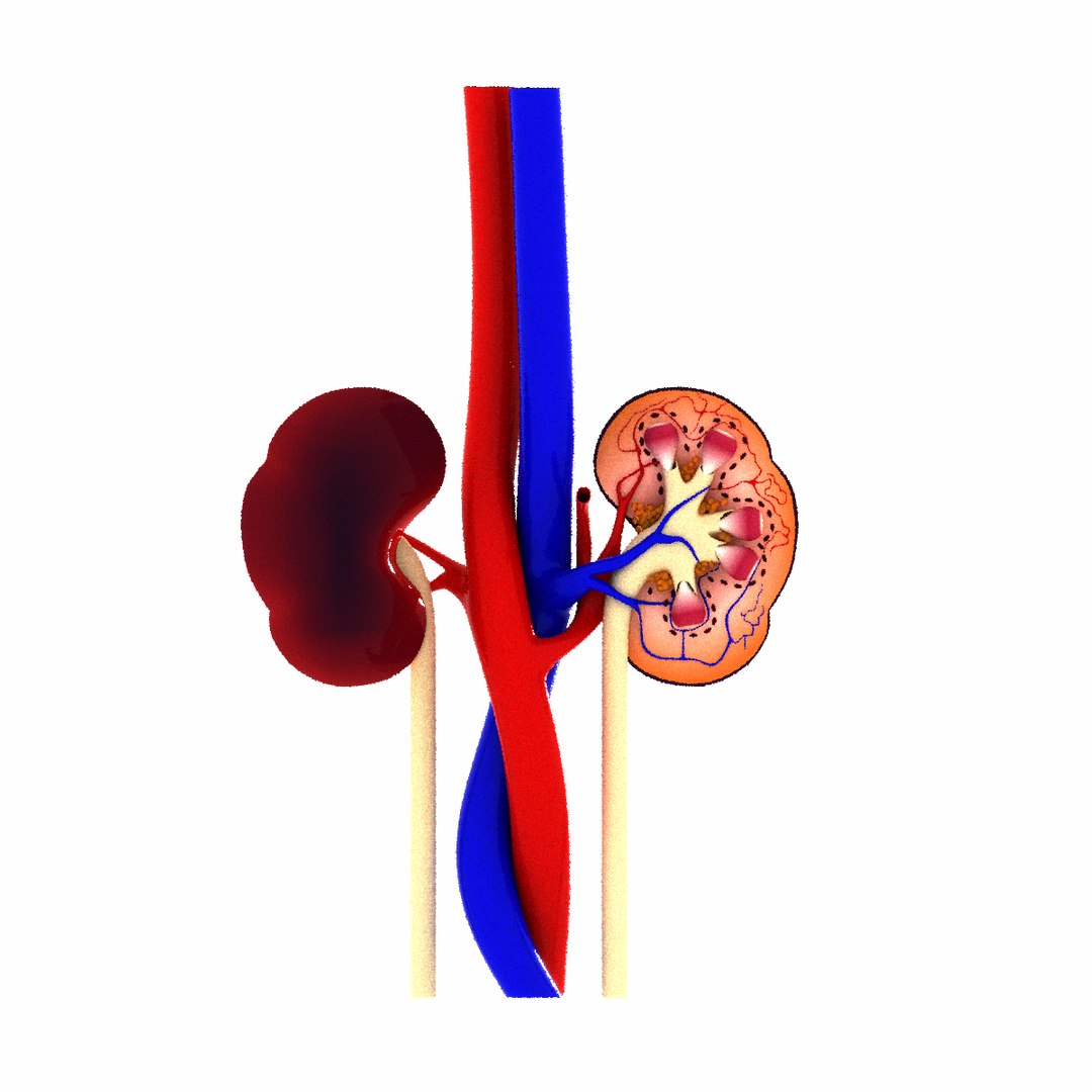 Kidney visual data 8