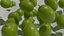 Alimento per frutta e uva