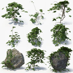 Ivy Natural Bundle 02