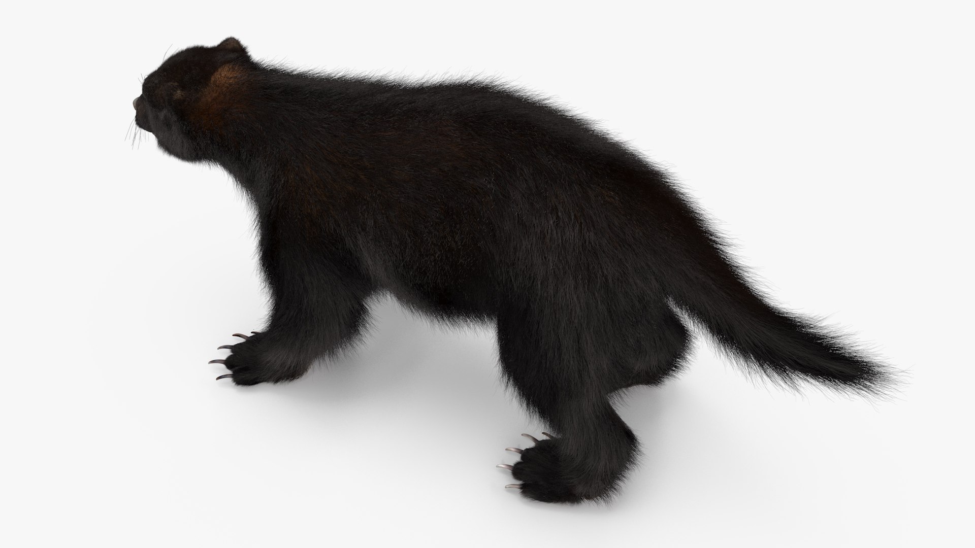 3D Wolverine Dark Color Fur https://p.turbosquid.com/ts-thumb/zL/ZudoIy/3t/wolverinedarkcolorfur3dsmodel008/jpg/1695188225/1920x1080/fit_q87/66a2cac0e578453933198be09274767314aef6d0/wolverinedarkcolorfur3dsmodel008.jpg