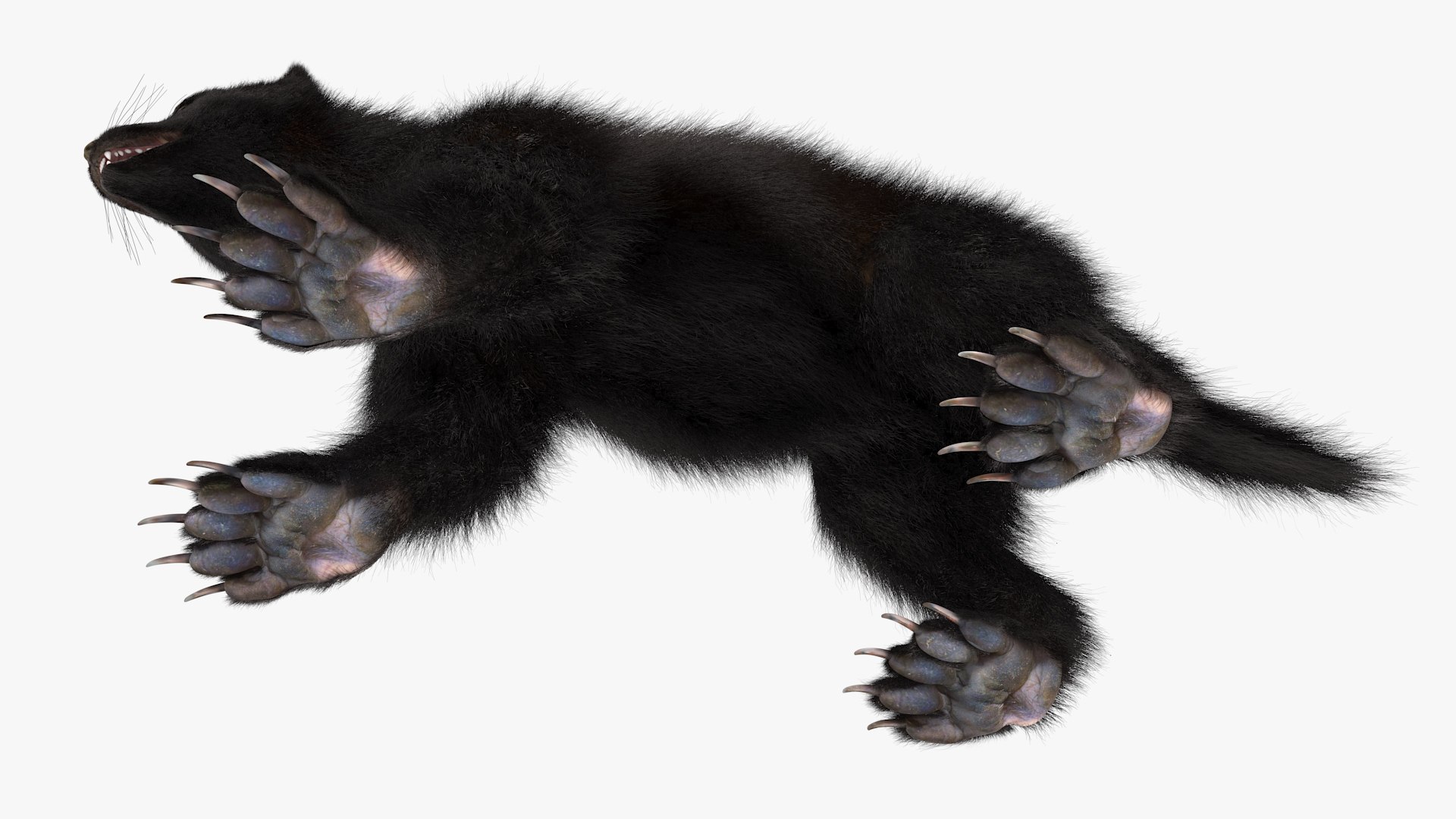 3D Wolverine Dark Color Fur https://p.turbosquid.com/ts-thumb/zL/ZudoIy/nD/wolverinedarkcolorfur3dsmodel012/jpg/1695188242/1920x1080/fit_q87/825e4274366a8e34cf75ce2687bb815ea2a4d5f1/wolverinedarkcolorfur3dsmodel012.jpg