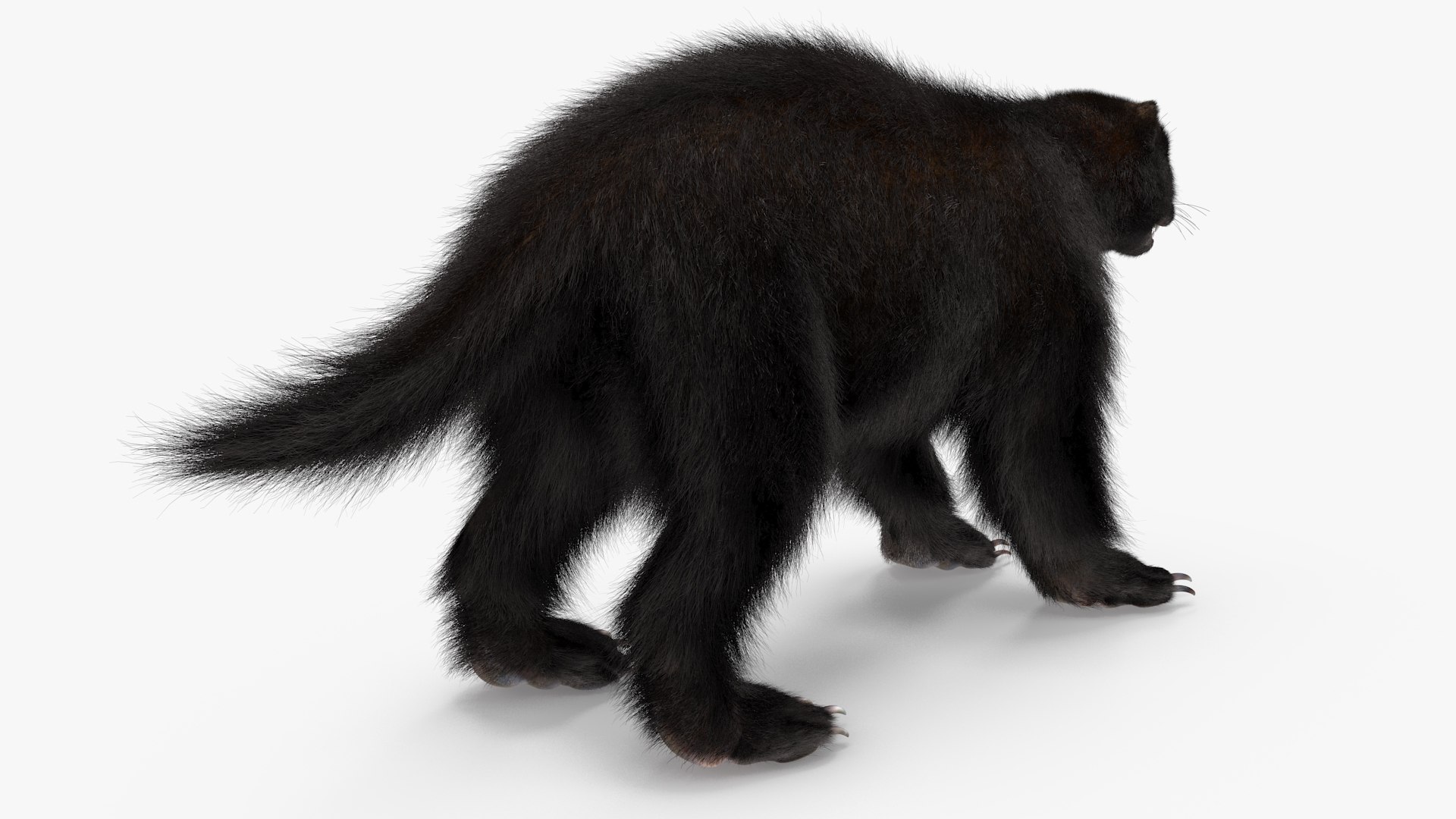3D Wolverine Dark Color Fur - TurboSquid 2127770