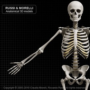 human skeleton 3d model