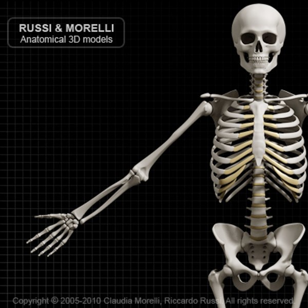 human skeleton 3d model