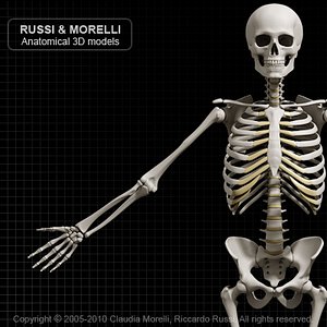SKELETON HUMAN ANATOMY