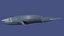 Whale