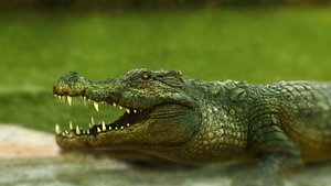 3D crocodile model