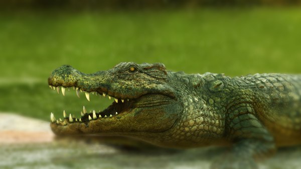3D crocodile model