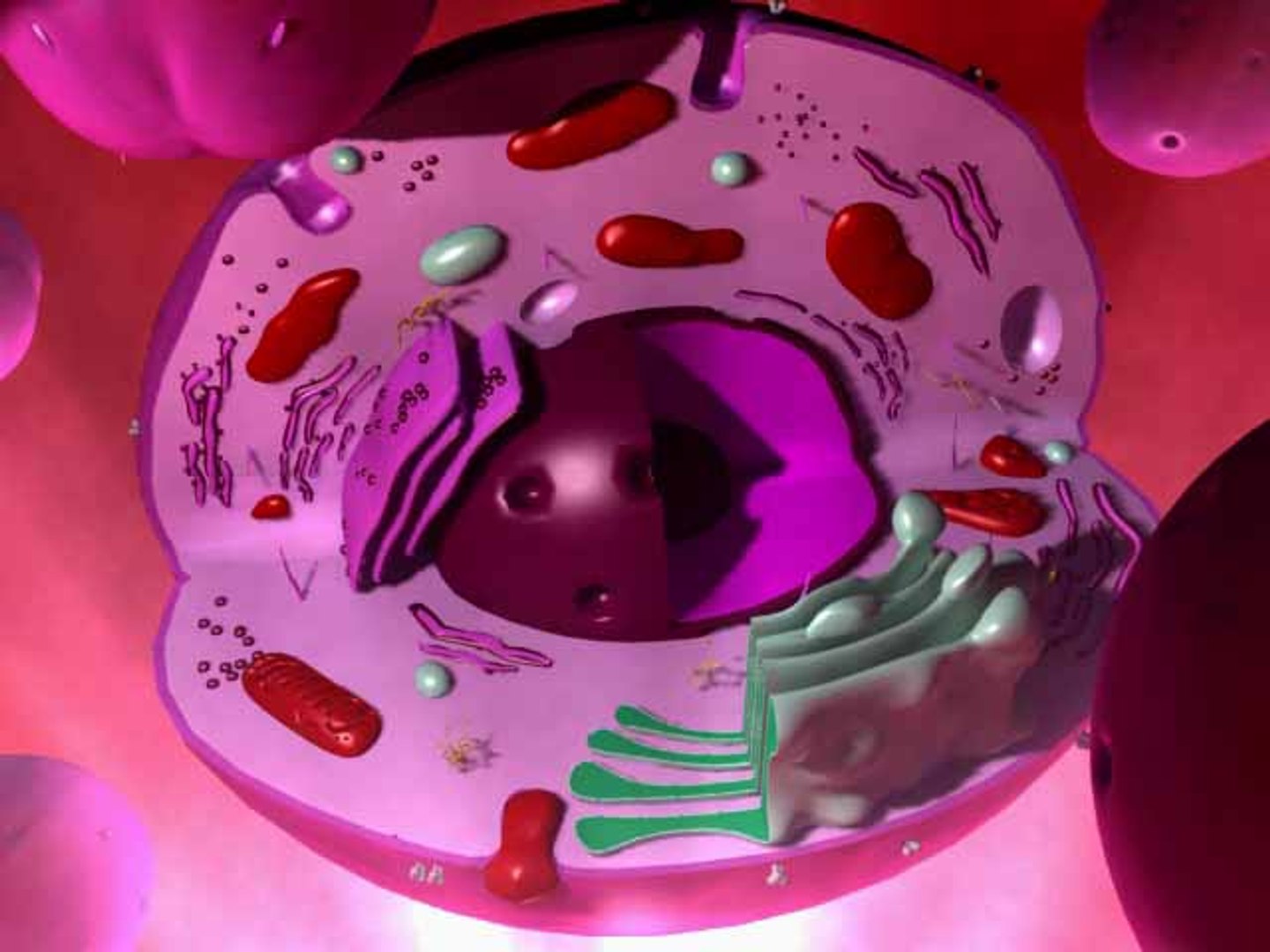 3d Human Body Cell Model