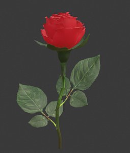 realistic rose flower blooming 3D model