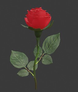 Realistic 3D Rose Flower with Blooming blend shapes