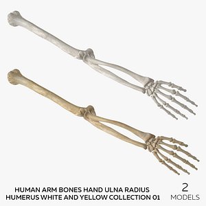 Human Arm Bones Hand Ulna Radius Humerus White and Yellow Collection 01 - 2 models 3D model