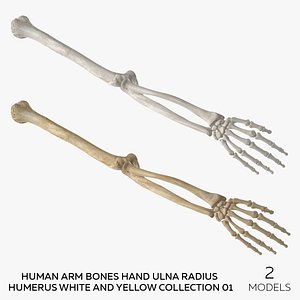 Human Arm Bones Hand Ulna Radius Humerus White and Yellow Collection 01 - 2 models