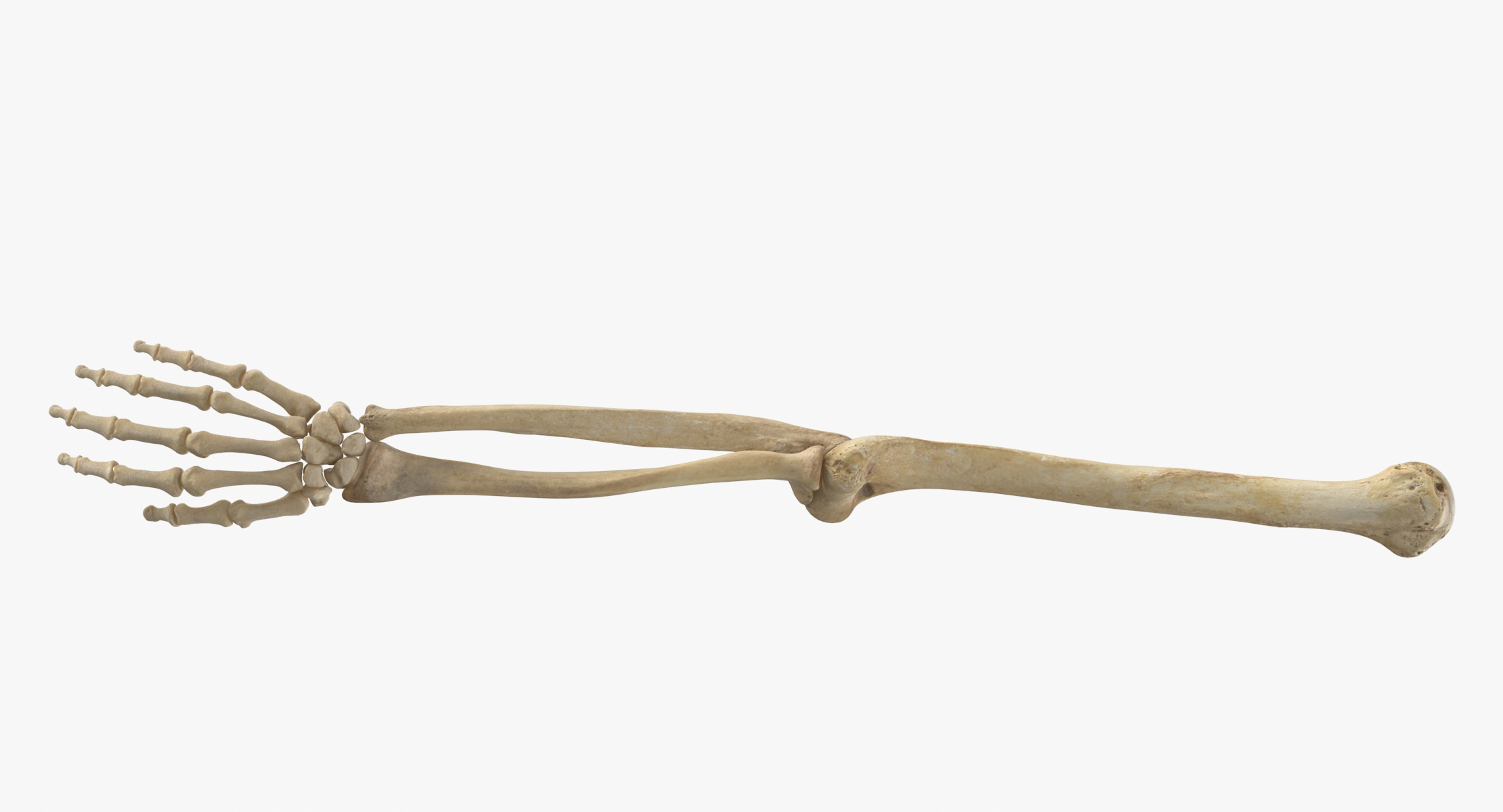 modelo 3d Human Arm Bones Hand Ulna Radius Humerus White and Yellow ...