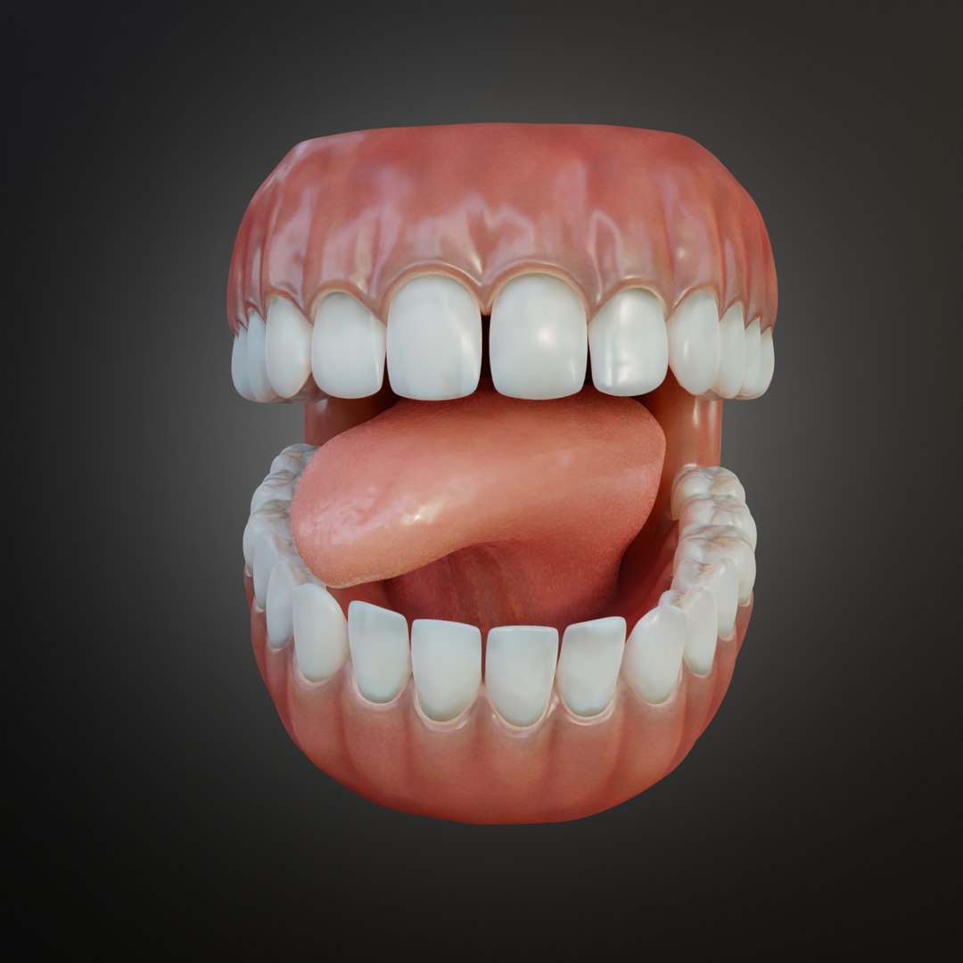 Human Mouth With Teeth Tongue And Gums 3D - TurboSquid 2336937