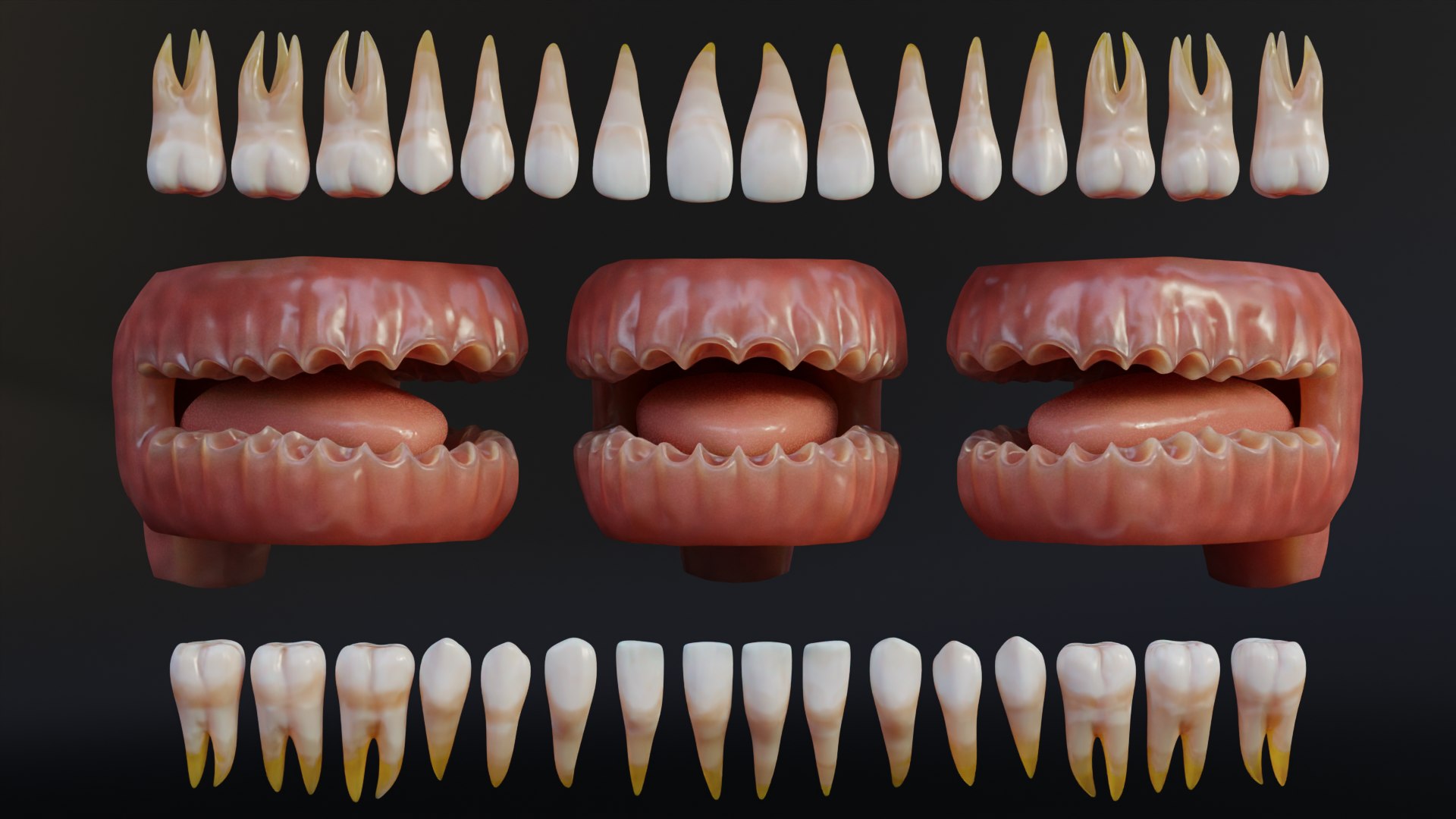 Human Mouth With Teeth Tongue And Gums 3D - TurboSquid 2336937