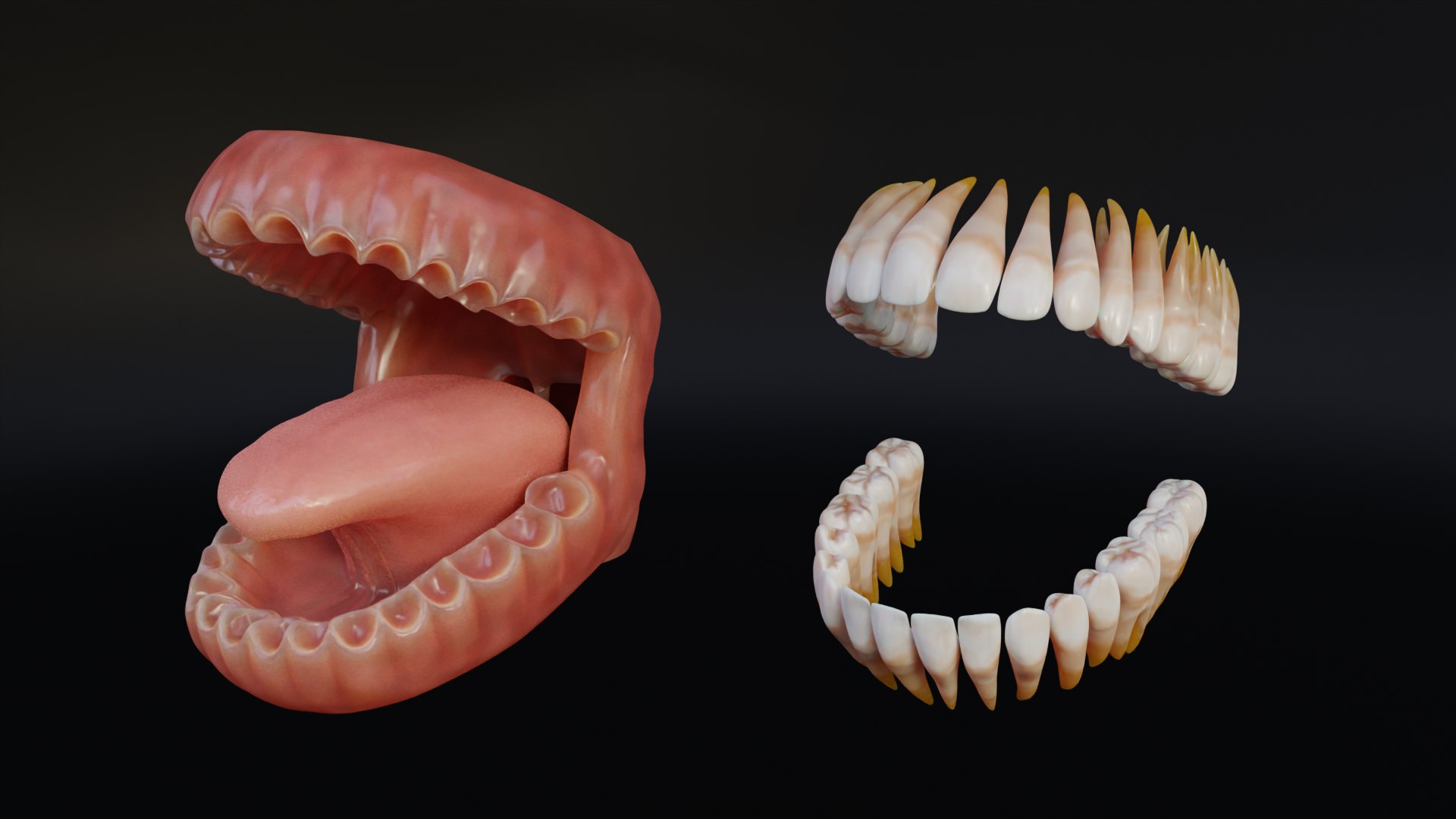 Human Mouth With Teeth Tongue And Gums 3D - TurboSquid 2336937