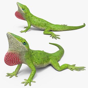 Green Anole Reptile Idle Animated Rigged For Maya