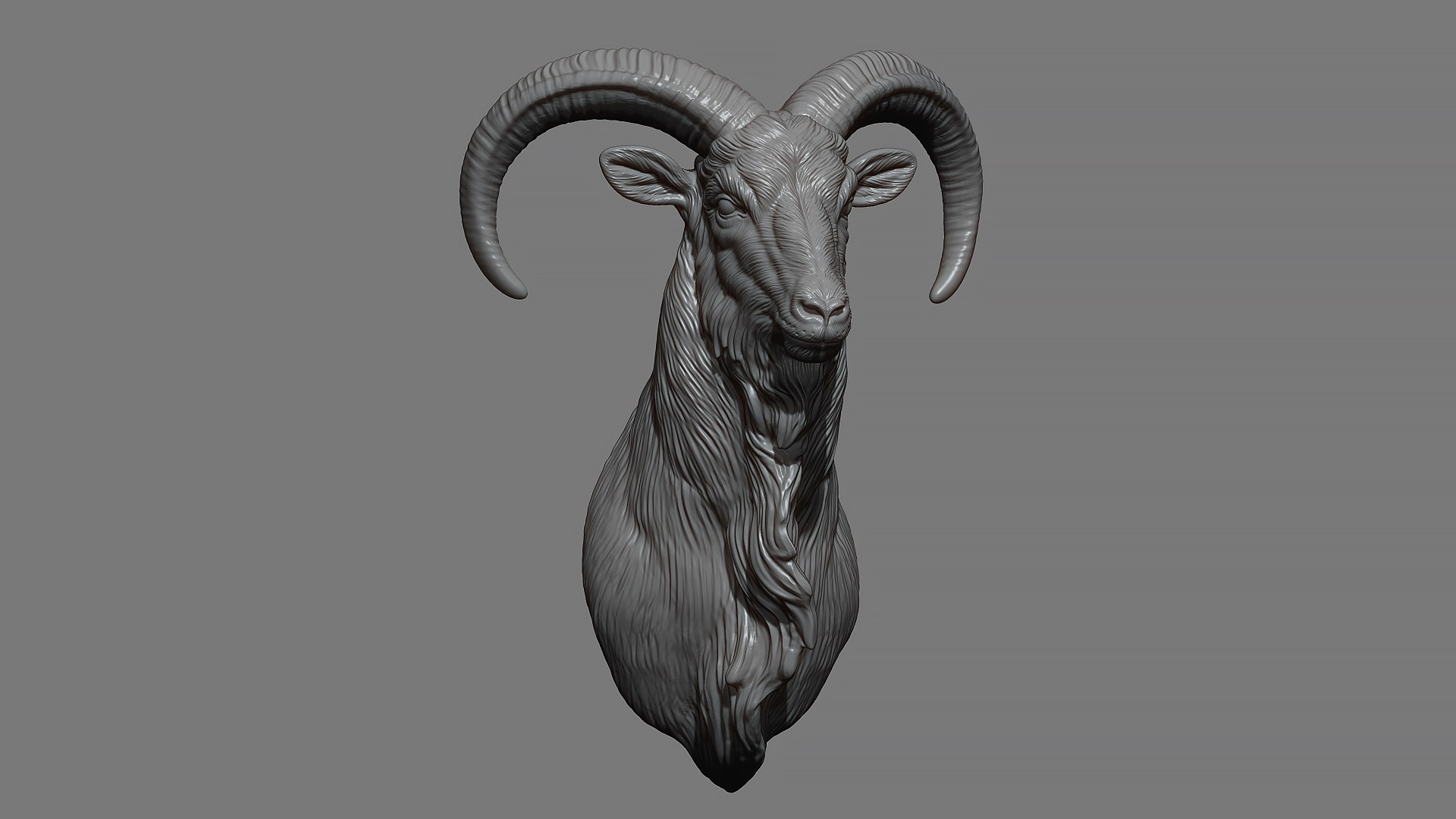 Barbary Sheep model https://p.turbosquid.com/ts-thumb/zM/VO8huE/It/7/jpg/1780388424/1920x1080/fit_q87/648fd0d57fe613c209519171c918242248272d30/7.jpg