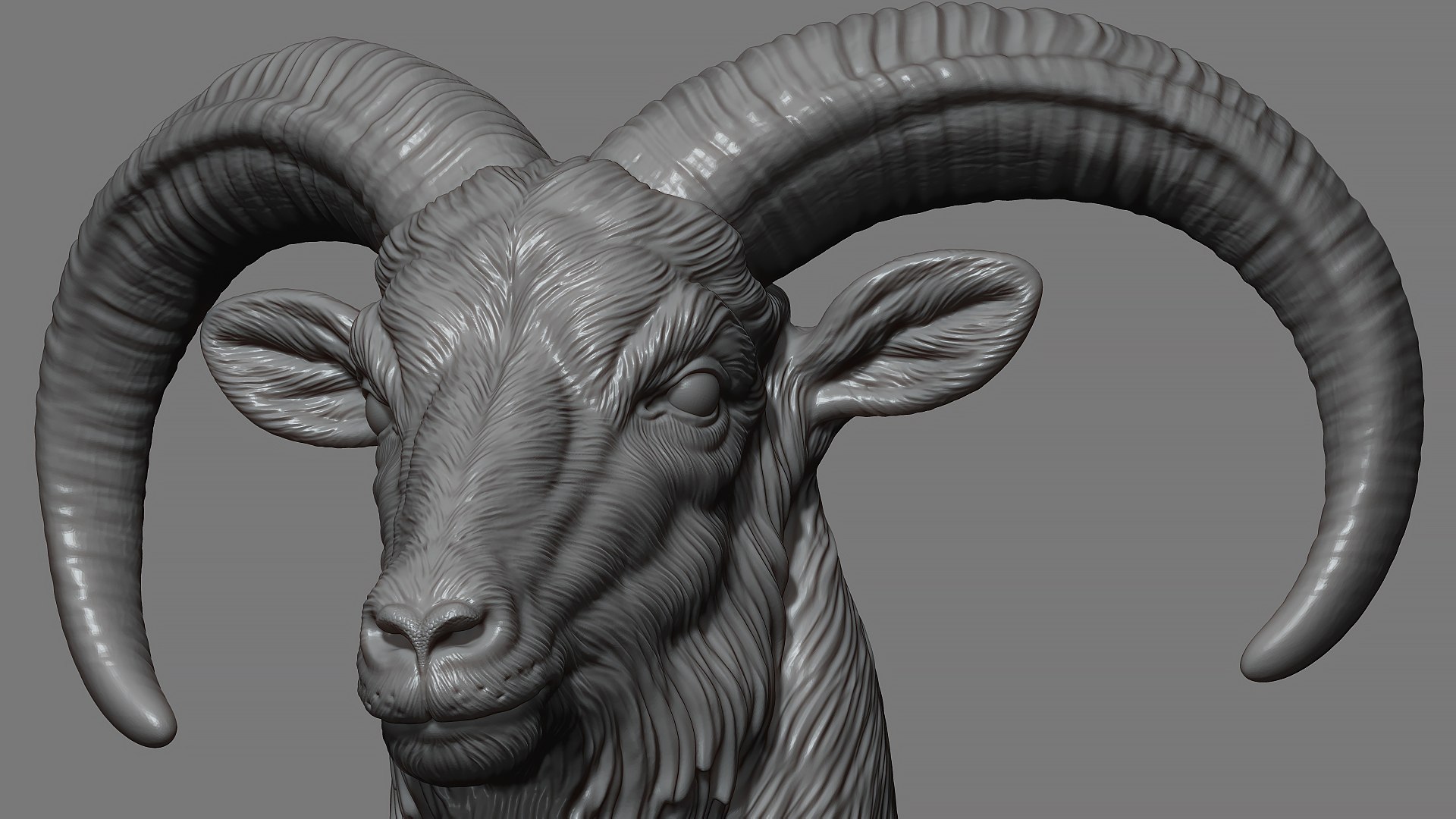 Barbary Sheep model https://p.turbosquid.com/ts-thumb/zM/VO8huE/RI/3/jpg/1780388410/1920x1080/fit_q87/66c762a262d1ad494d52d6e090bacc7cf5b58a3a/3.jpg