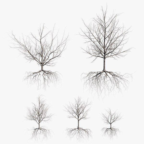 3D maple dry trees