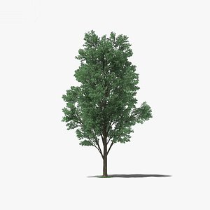 3D model tree nature