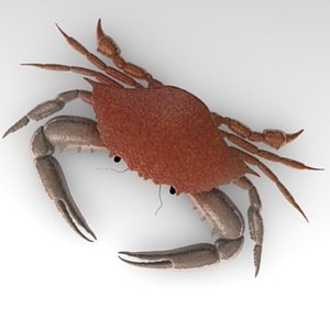 crab 3d model