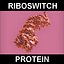 Proteína Riboswitch