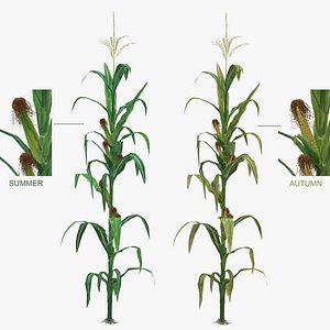 3d low-mid corn