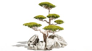 Japanese  tree Bonsai model