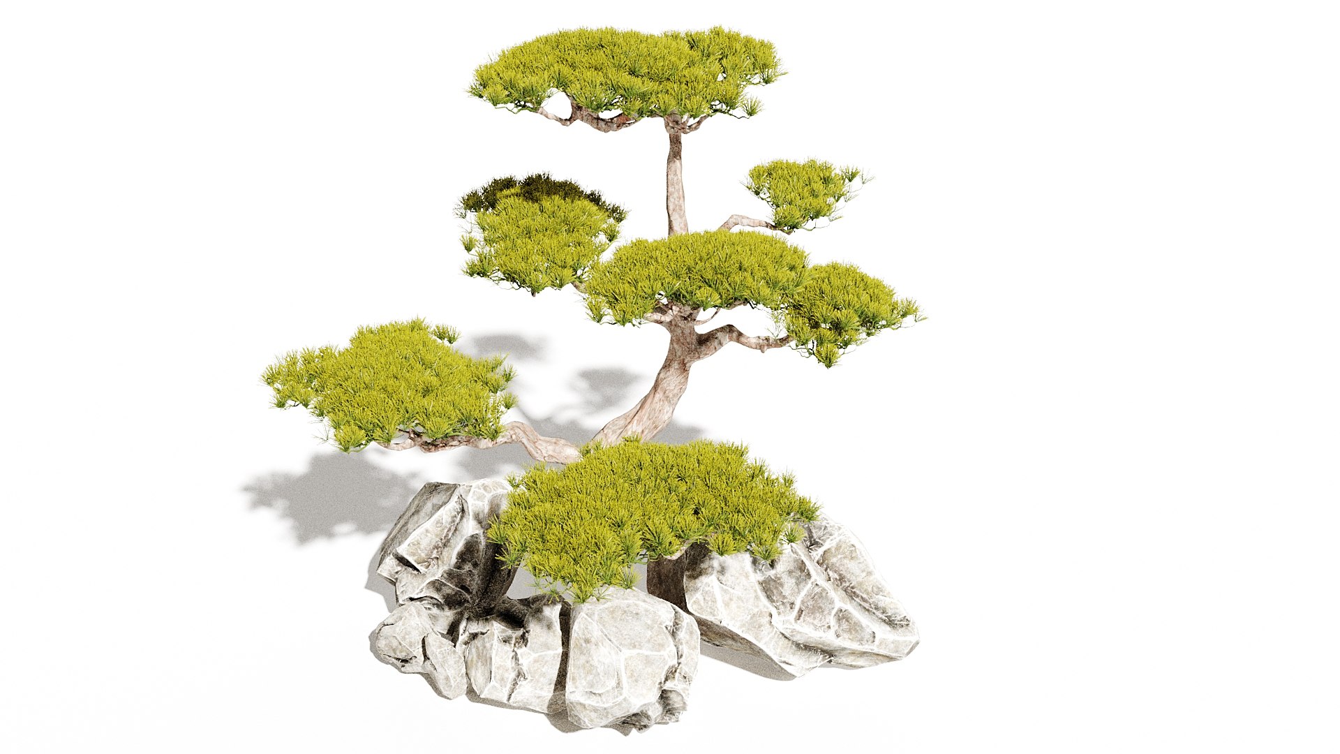 Japanese Tree Bonsai Model - TurboSquid 2221346