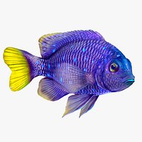 Fish Microspathodon Chrysurus Low-poly