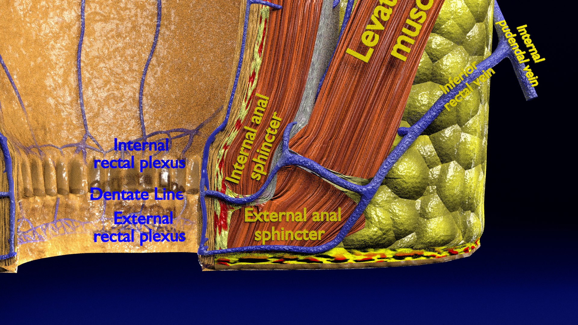 3D Hemorrhoids CLEANED UP Model - TurboSquid 1808970