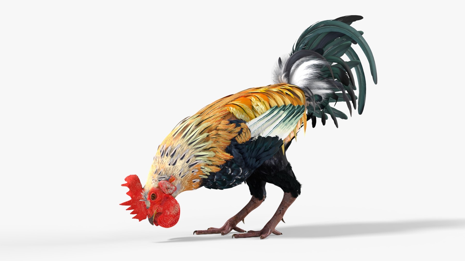 Rainbow Rooster Farm Eating Animated Rigged For Blender 3D model preview