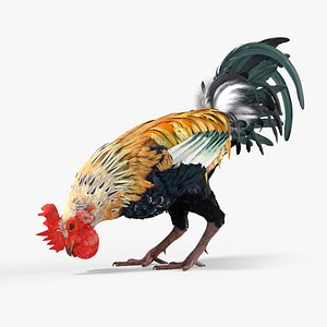 Rainbow Rooster Farm Eating Animated Rigged For Blender 3D model