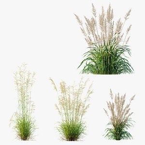 3D AV Celtica Gigantea Stipa Golden Oats and Nassella Tenuissima Fruit grasses model