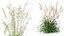 AV Celtica Gigantea 针茅黄金燕麦和 Nassella Tenuissima 果草