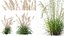 AV Celtica Gigantea 针茅黄金燕麦和 Nassella Tenuissima 果草