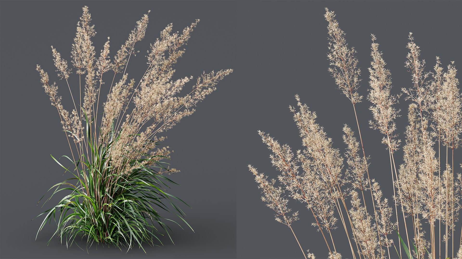 3D AV Celtica Gigantea Stipa Golden Oats and Nassella Tenuissima Fruit grasses model https://p.turbosquid.com/ts-thumb/zN/Vimg94/Kb/05/png/1752045271/1920x1080/fit_q87/6cbc4d14f709e8a60500c77a7327433678305d94/05.jpg
