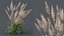 AV Celtica Gigantea 针茅黄金燕麦和 Nassella Tenuissima 果草