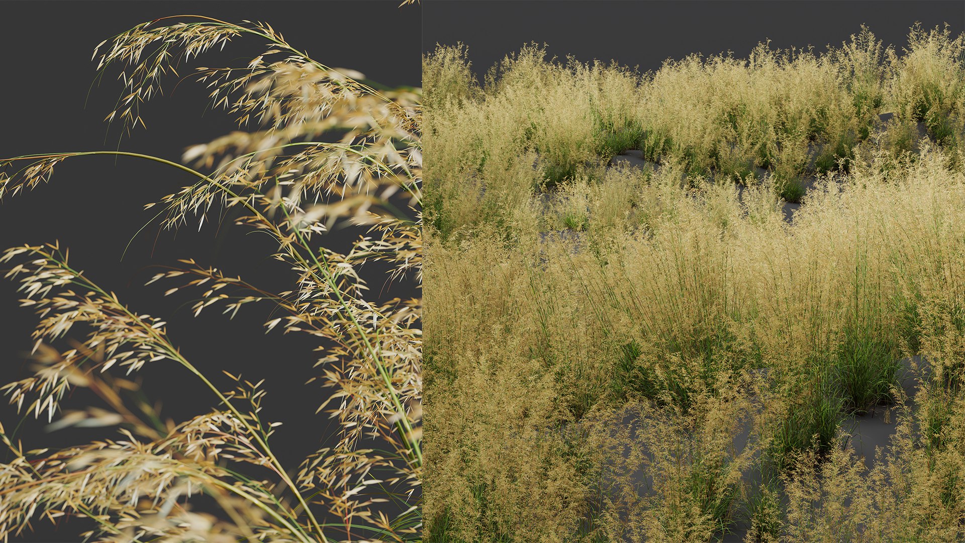 3D AV Celtica Gigantea Stipa Golden Oats and Nassella Tenuissima Fruit grasses model https://p.turbosquid.com/ts-thumb/zN/Vimg94/n4/06/png/1752045272/1920x1080/fit_q87/bd2a57b2178ec91be552f3c660c90a3b4e3a1476/06.jpg