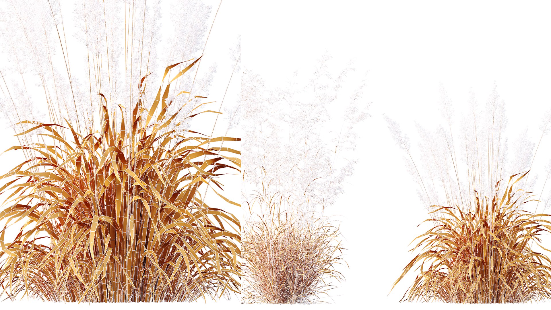 3D AV Celtica Gigantea Stipa Golden Oats and Nassella Tenuissima Fruit grasses model https://p.turbosquid.com/ts-thumb/zN/Vimg94/pV/07/png/1752045272/1920x1080/fit_q87/40fab330464fef0bbe99b8d2fa18d5b77a93ce92/07.jpg