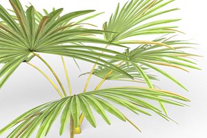 3D model Palm Tree Leaves
