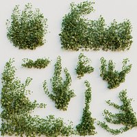 Ivy Collection