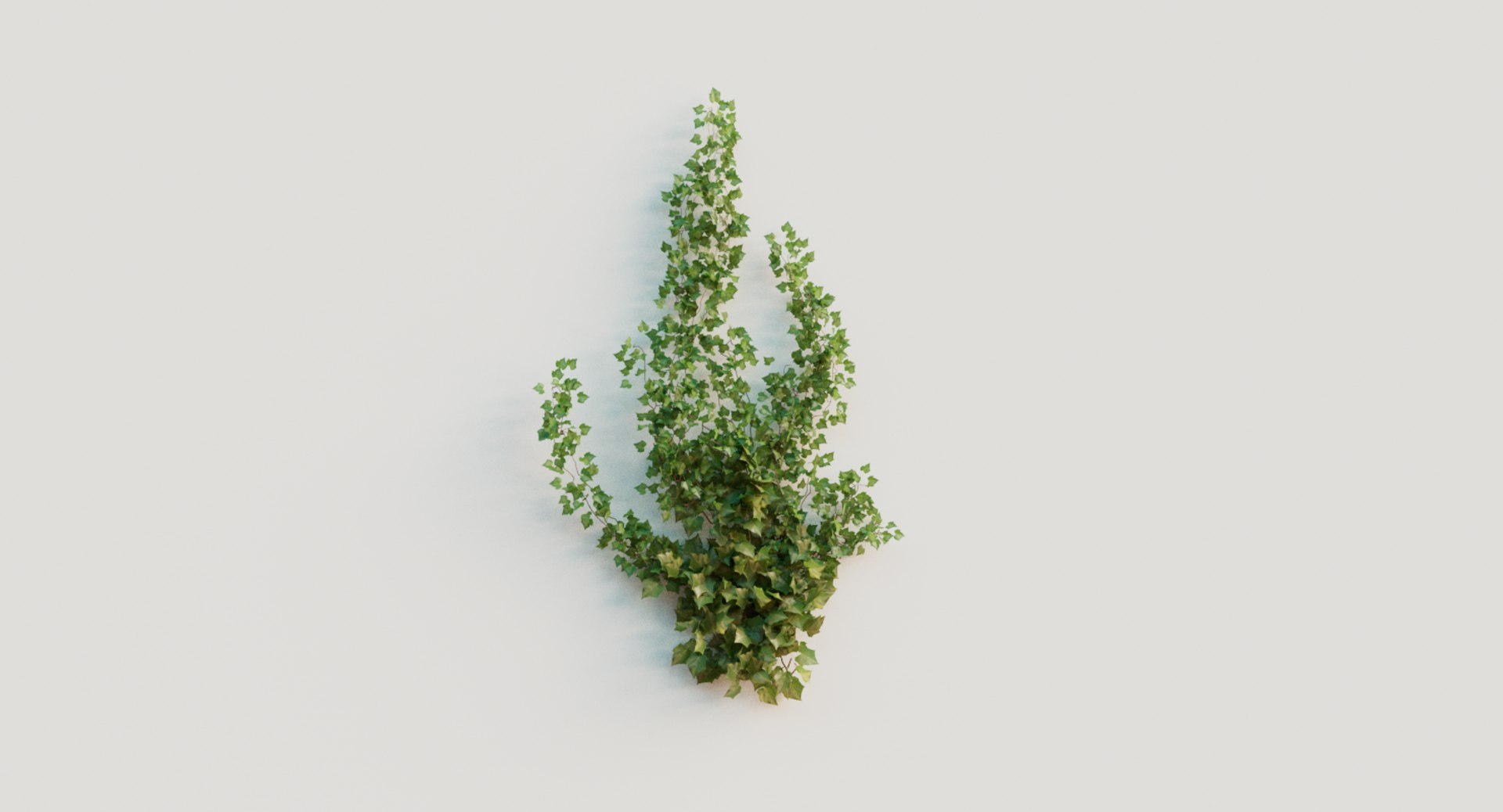 3D ivy plant model https://p.turbosquid.com/ts-thumb/zN/mRHObc/Oxr70Hgj/ivy_008/png/1596053114/1920x1080/fit_q87/882dd59a565a4dee78f52ce4145143d759b588f2/ivy_008.jpg