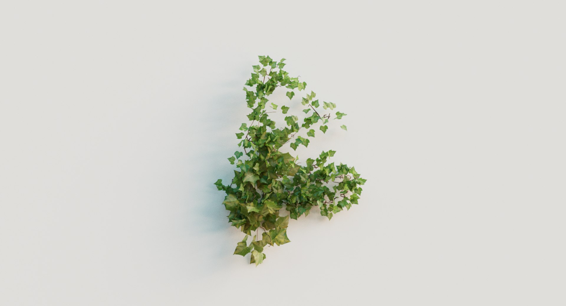 3D ivy plant model https://p.turbosquid.com/ts-thumb/zN/mRHObc/RMSNjZvW/ivy_007/png/1596053104/1920x1080/fit_q87/24ca8f911096f04d8a4c80a653928f0978971330/ivy_007.jpg