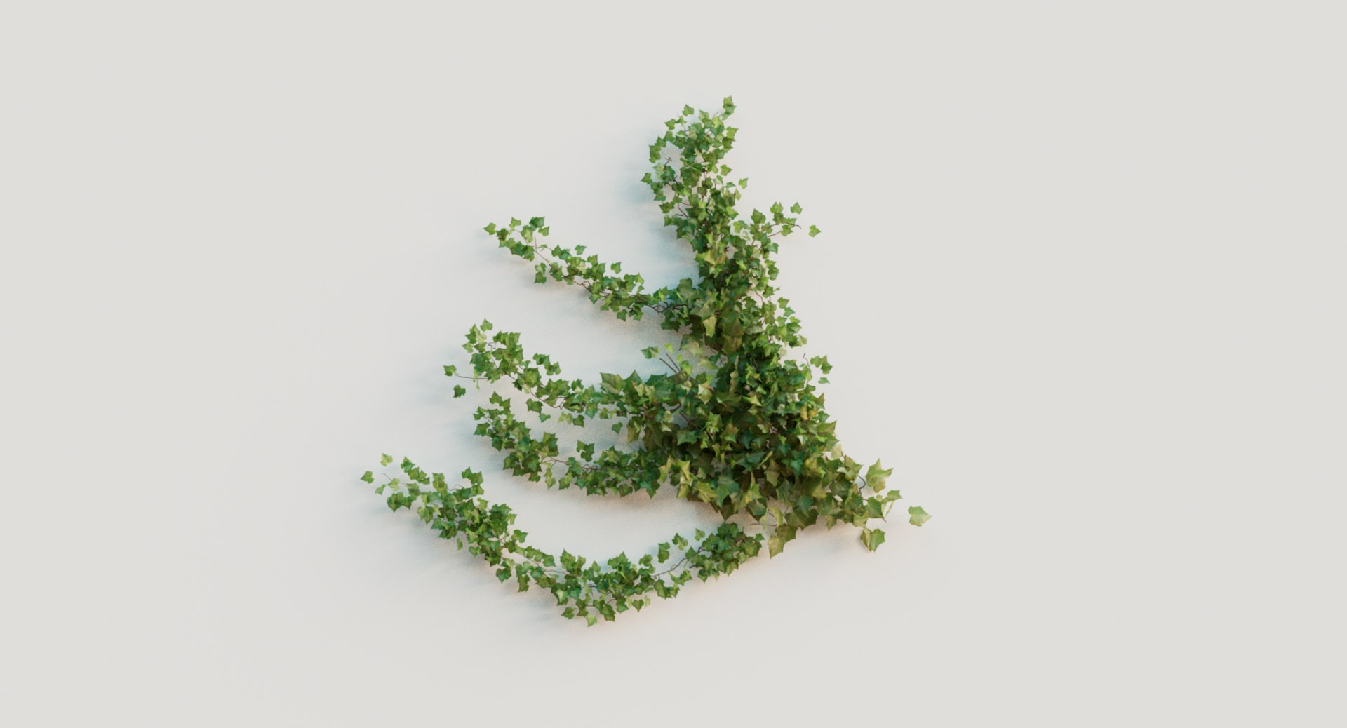 3D ivy plant model https://p.turbosquid.com/ts-thumb/zN/mRHObc/uubSWmq2/ivy_009/png/1596053126/1920x1080/fit_q87/2002bd525f80d3c16278fb18ccdb942d034477e2/ivy_009.jpg